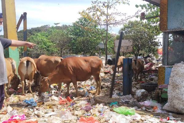 Miris Enam Kali Berturut Turut Raih Adipura Namun Kini Pemkab Maros